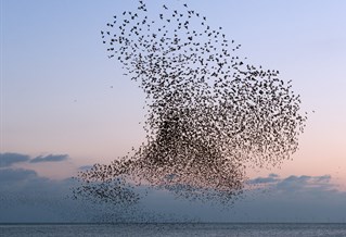 Photograph of starlings murmurating over West Pier, 鶹ý, by artist Christopher Stevens